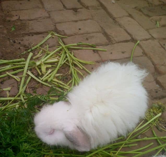 Angora rabbit 5