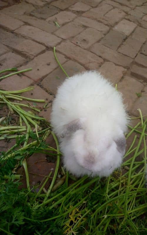 Angora rabbit 6