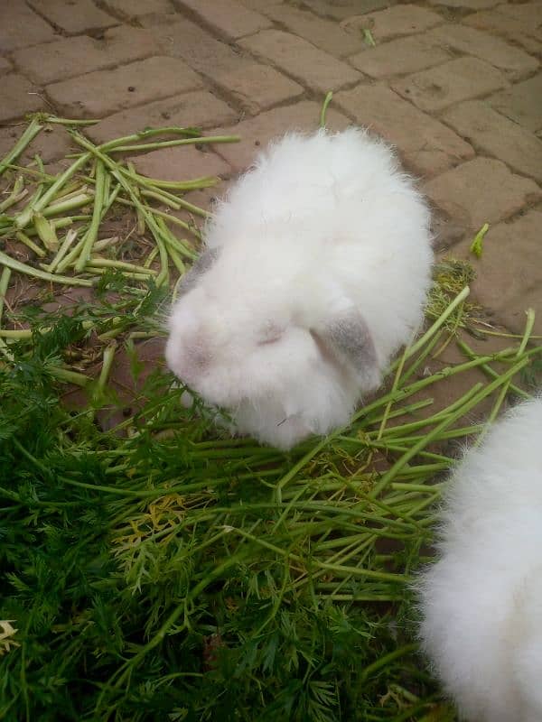 Angora rabbit 7