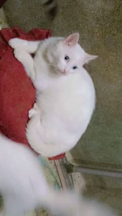 Russian cat for sale location Multan phone number 03056907372