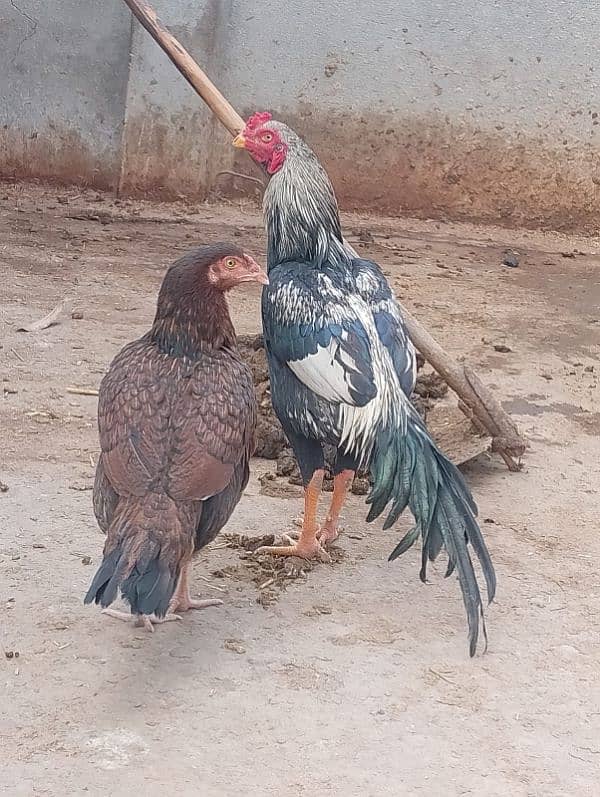 Two Hens And one Cock 1