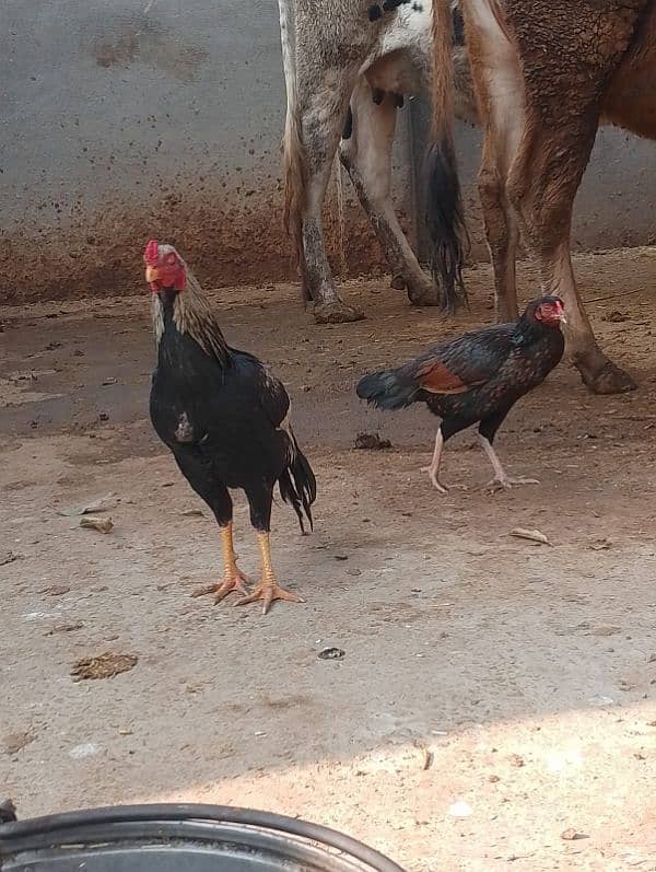 Two Hens And one Cock 7