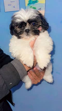 I am selling my Shihtzu puppy