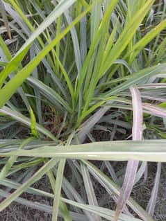 ghana grass red nabers makha grass