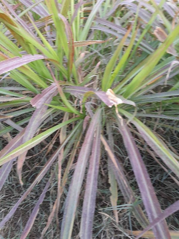 ghana grass red nabers makha grass 1