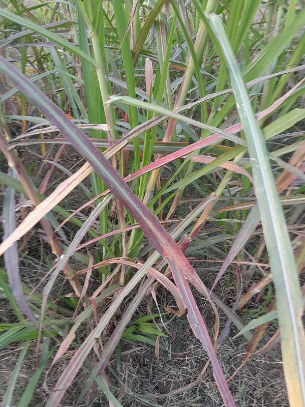 ghana grass red nabers makha grass 2