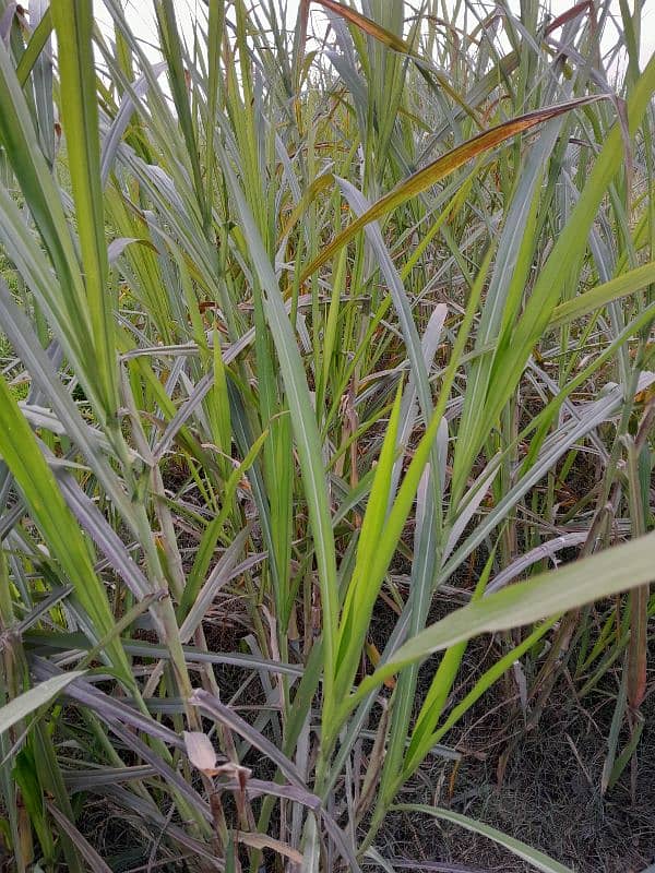 ghana grass red nabers makha grass 3