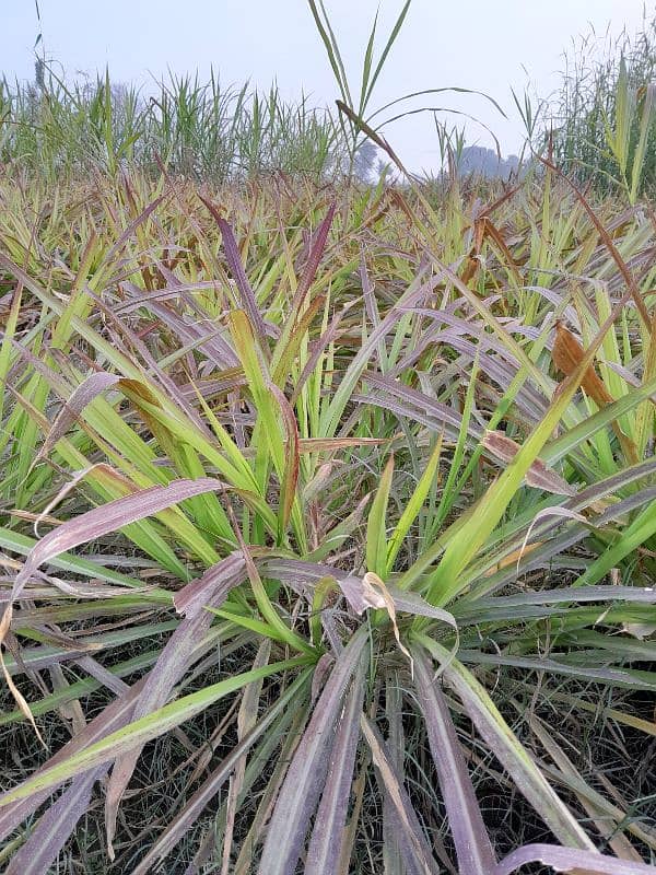 ghana grass red nabers makha grass 4