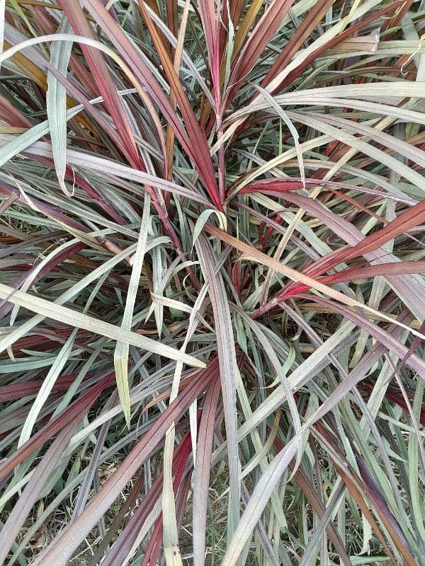 ghana grass red nabers makha grass 7