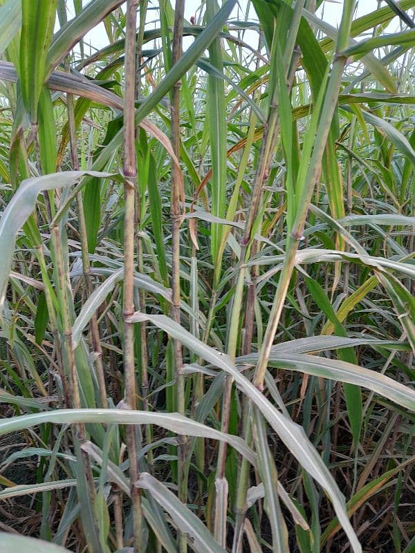 ghana grass red nabers makha grass 9