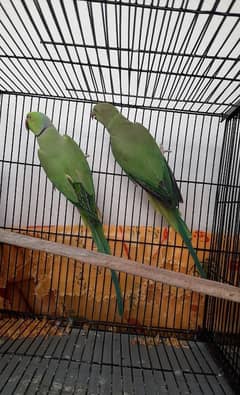 Parrot Pair for sale lahore