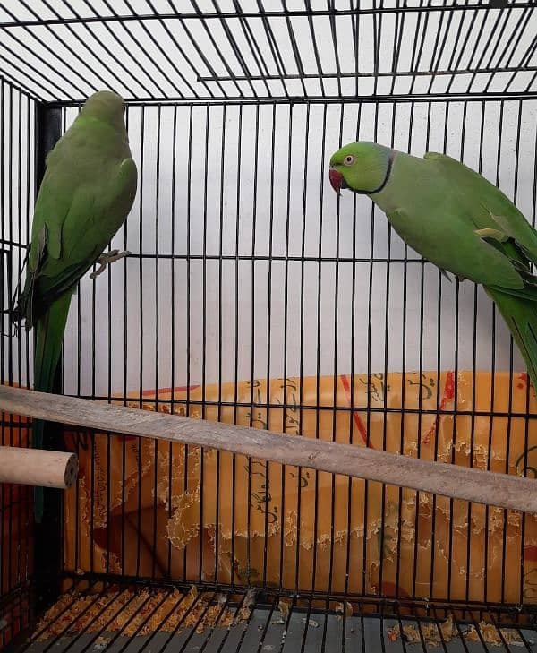 Parrot Pair for sale lahore 1