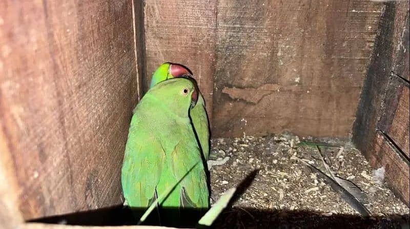 Parrot Pair for sale lahore 2