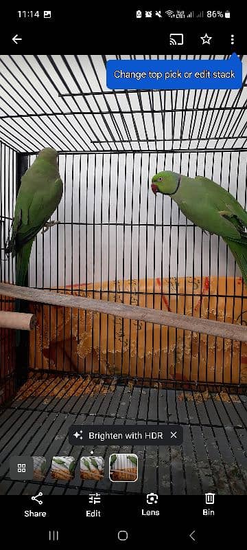 Parrot Pair for sale lahore 3