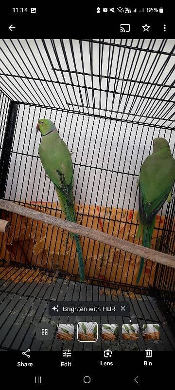 Parrot Pair for sale lahore 4