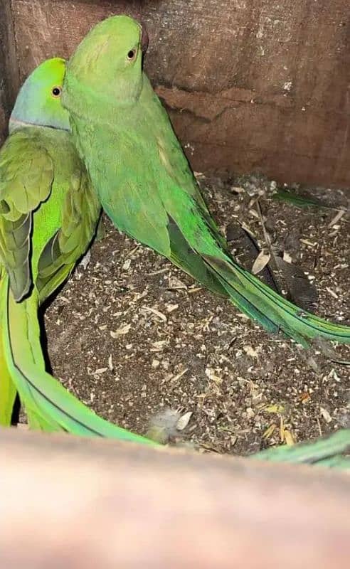 Parrot Pair for sale lahore 5