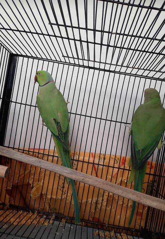 Parrot Pair for sale lahore 6