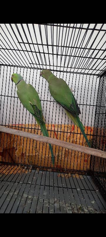 Parrot Pair for sale lahore 7