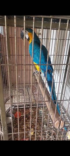 Blue N Gold Macaw, African Grey Females