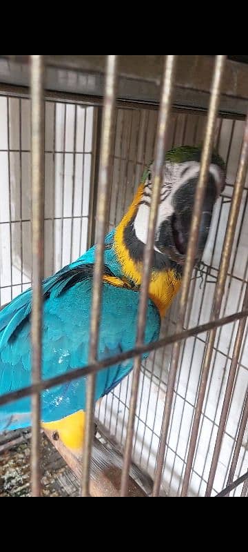 Blue N Gold Macaw, African Grey Females 1