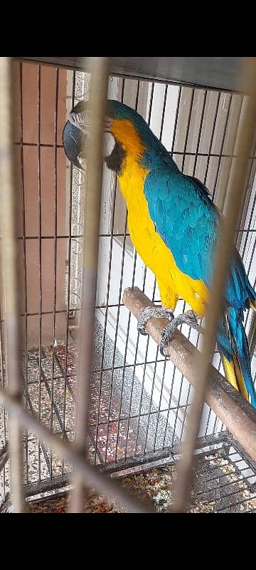 Blue N Gold Macaw, African Grey Females 2