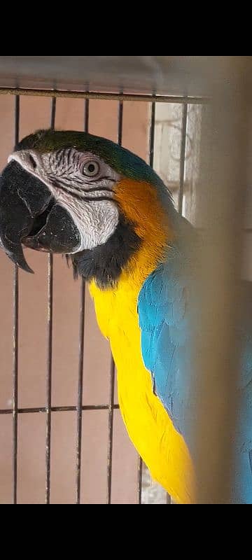 Blue N Gold Macaw, African Grey Females 3