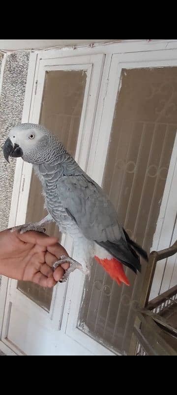 Blue N Gold Macaw, African Grey Females 4