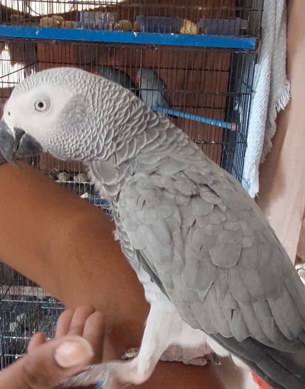 Blue N Gold Macaw, African Grey Females 5