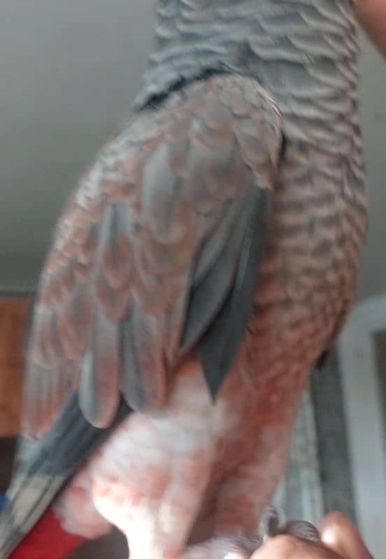 Blue N Gold Macaw, African Grey Females 7