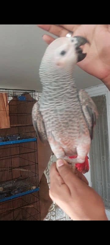 Blue N Gold Macaw, African Grey Females 9