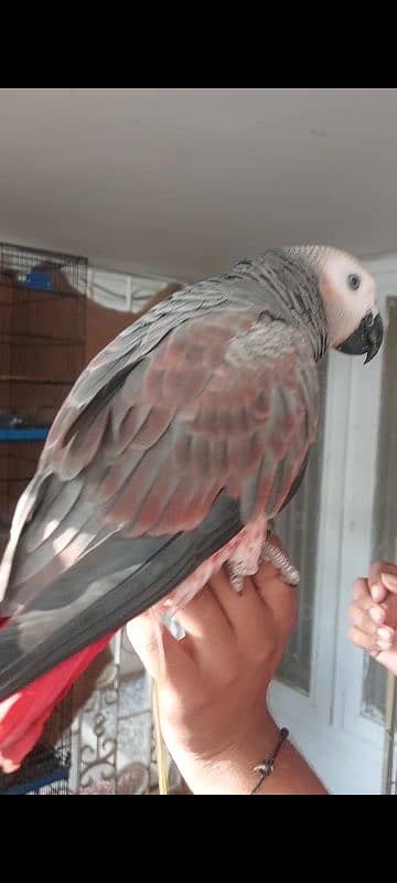 Blue N Gold Macaw, African Grey Females 10