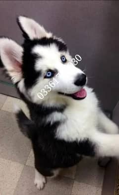 husky  03361777030