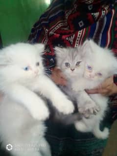 Hight Quality Kittens-Odd Eye-Triple Coated-Blue Eyes