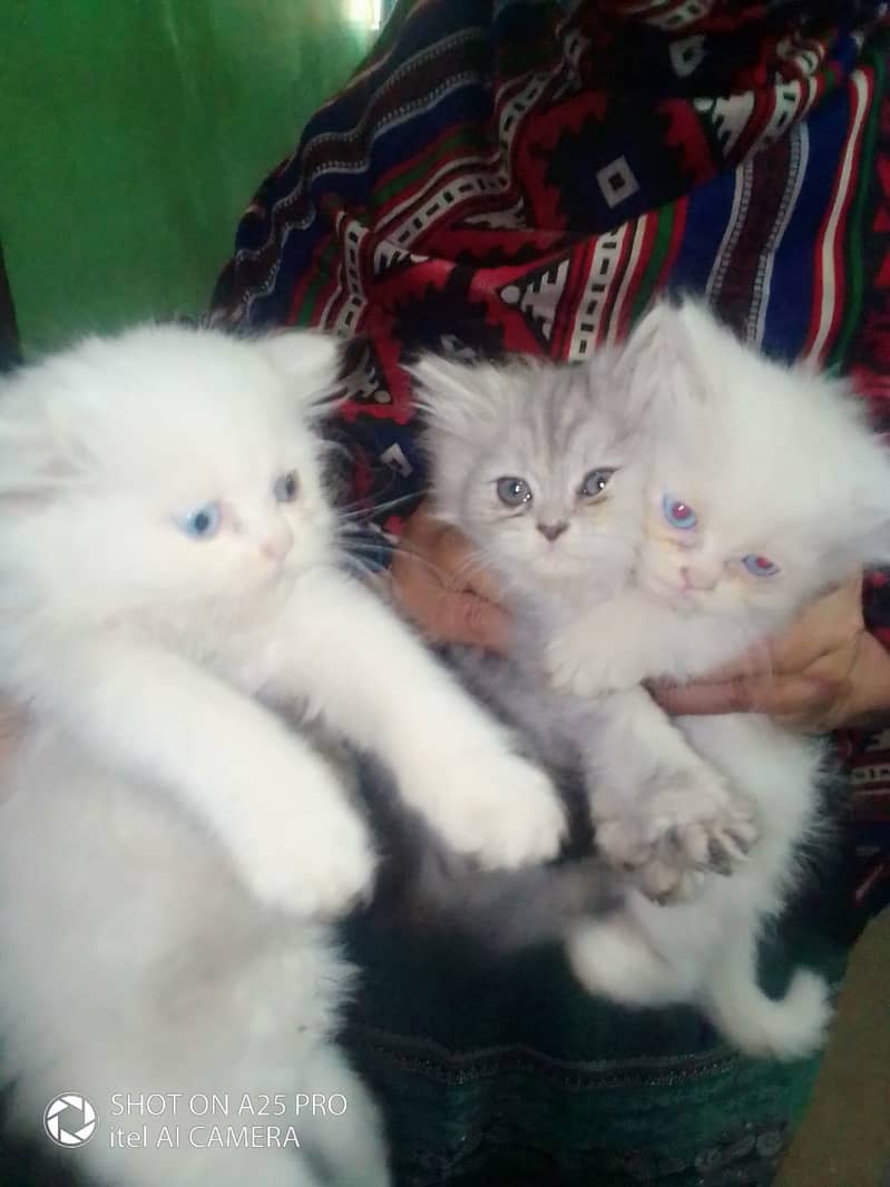 Hight Quality Kittens-Odd Eye-Triple Coated-Blue Eyes 0