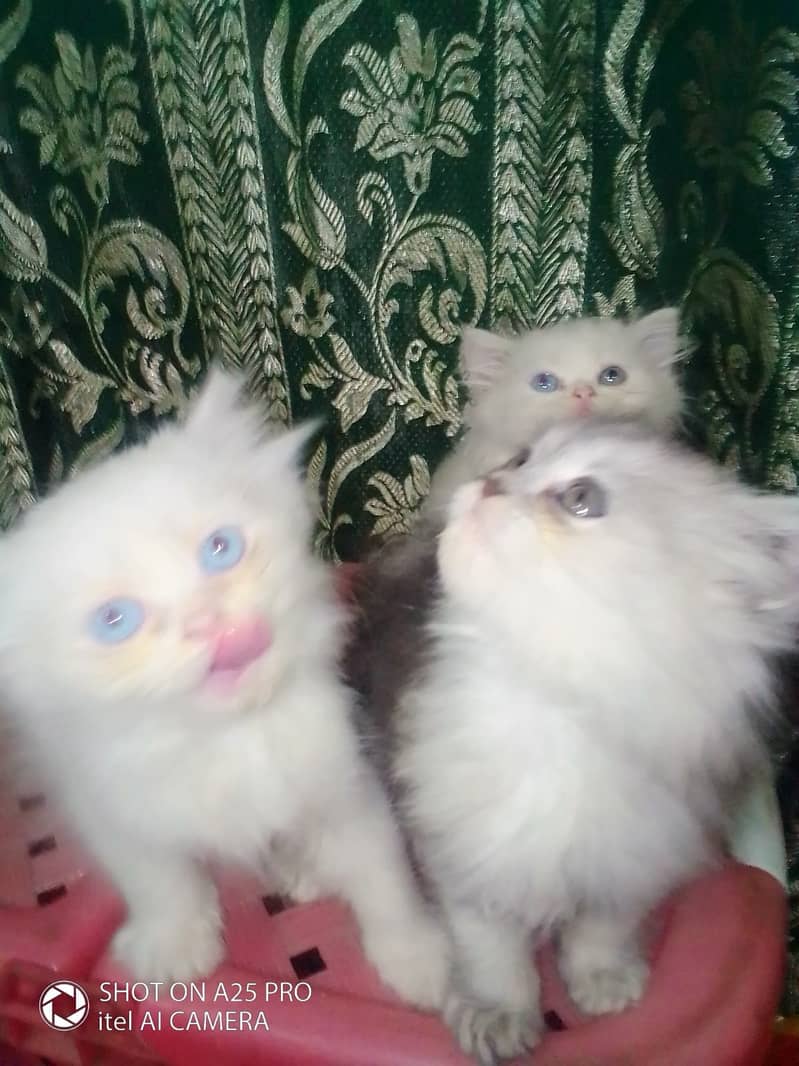 Hight Quality Kittens-Odd Eye-Triple Coated-Blue Eyes 5