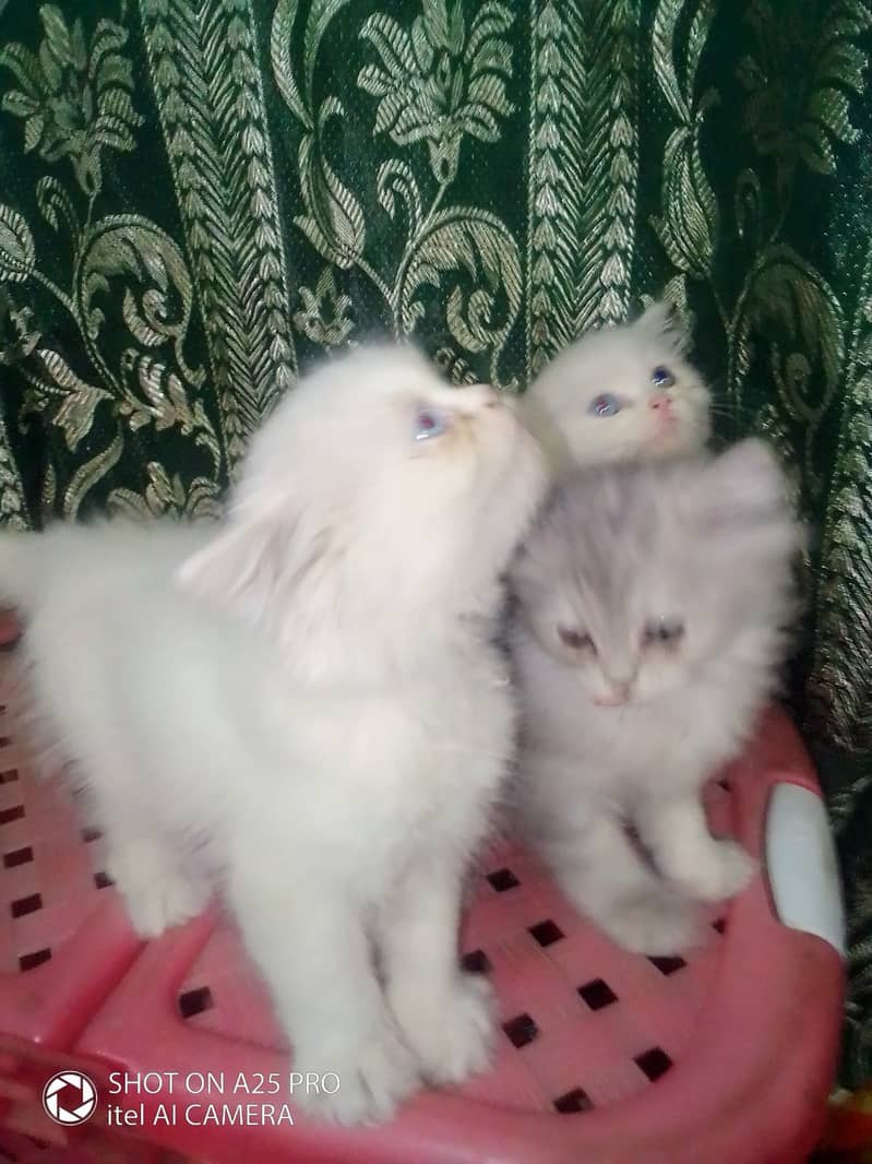 Hight Quality Kittens-Odd Eye-Triple Coated-Blue Eyes 11