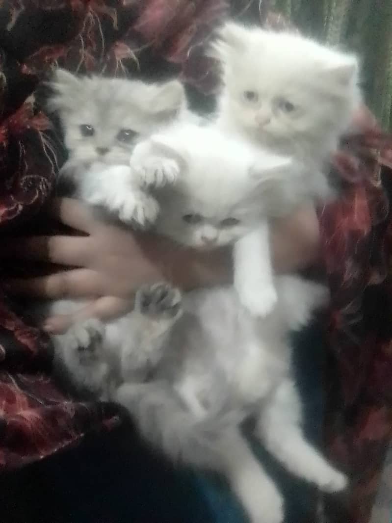 Hight Quality Kittens-Odd Eye-Triple Coated-Blue Eyes 16