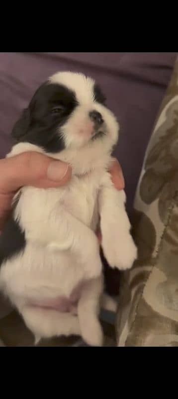 Shih Tzu / Shitzu Pedigreed Puppies for sale 1