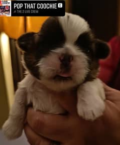 Shih Tzu / Shitzu Pedigreed Puppies for sale