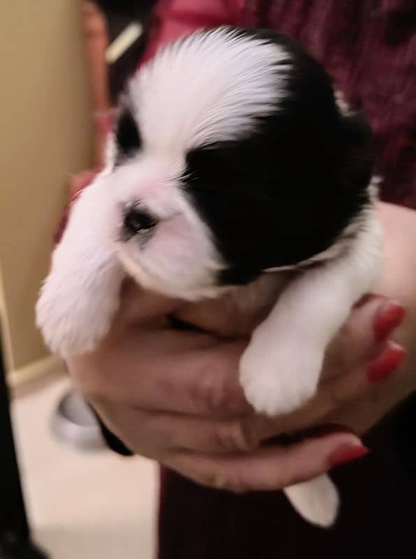 Shih Tzu / Shitzu Pedigreed Puppies for sale 3