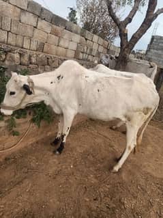 total 5 animals available, 2 fateh jangi cows with 3 female vachiyan