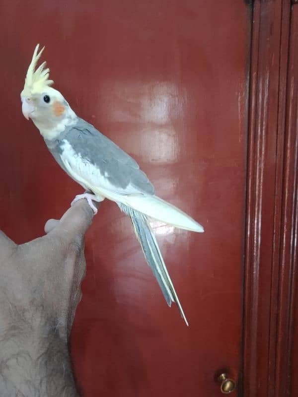 Cockatiel hand tame/ Cockatiel pathay/ Fancy pigeons 0