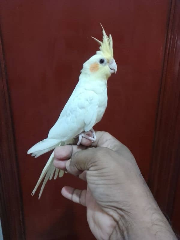 Cockatiel hand tame/ Cockatiel pathay/ Fancy pigeons 1