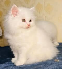 Persian Cat for sale my WhatsApp number 03238950275