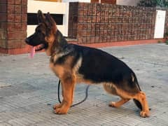 I need a German shepherd Dog, read complete ad