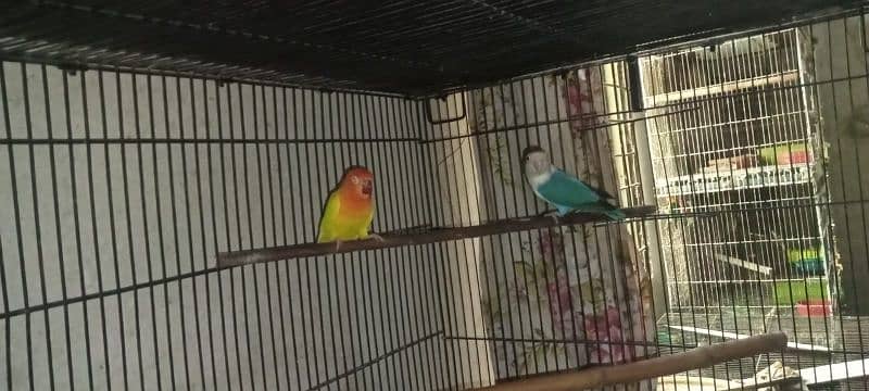 love birds 5