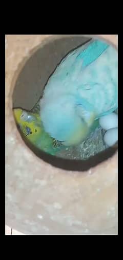 Australian budgies kafi sare he pic, video miljae gi