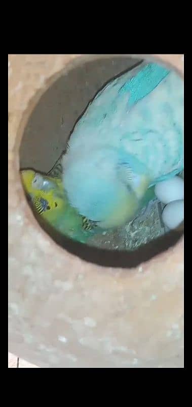 Australian budgies kafi sare he pic, video miljae gi 0