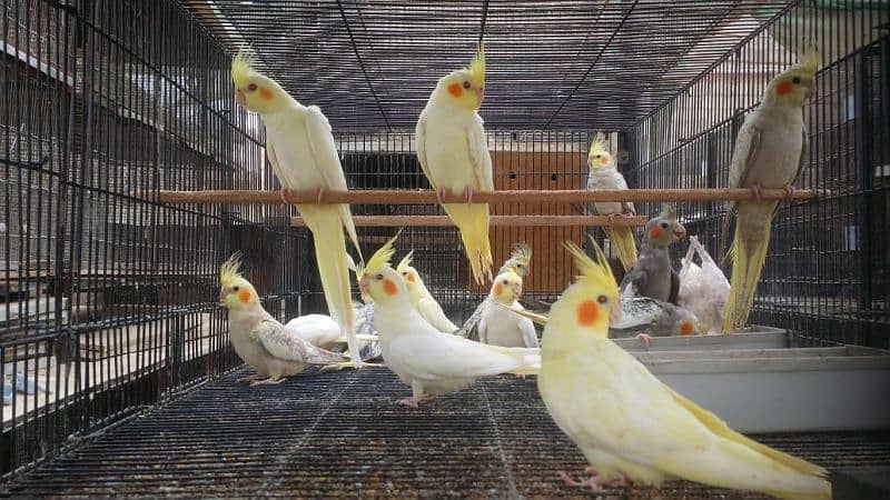 Cockatiel hand tame/ Cockatiel pathay/ Fancy pigeons 2