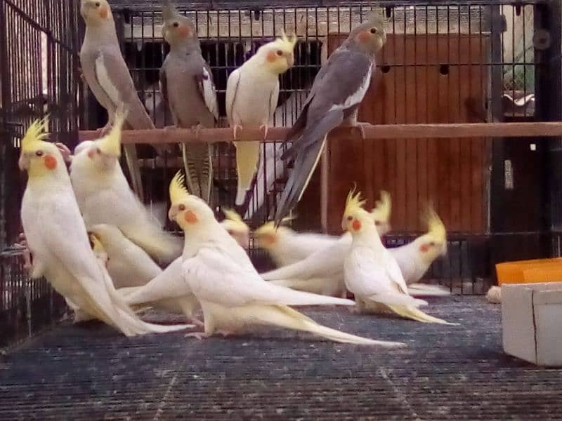 Cockatiel hand tame/ Cockatiel pathay/ Fancy pigeons 3